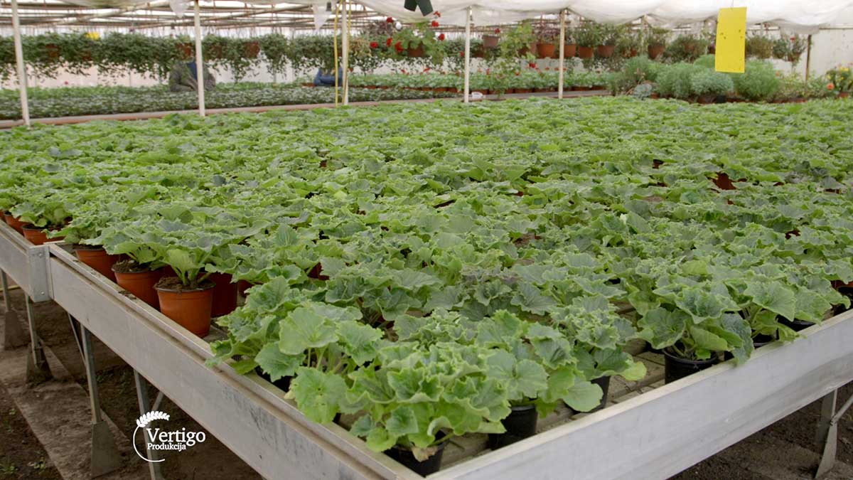 Agrosaveti---proizvodnja-cveca---03