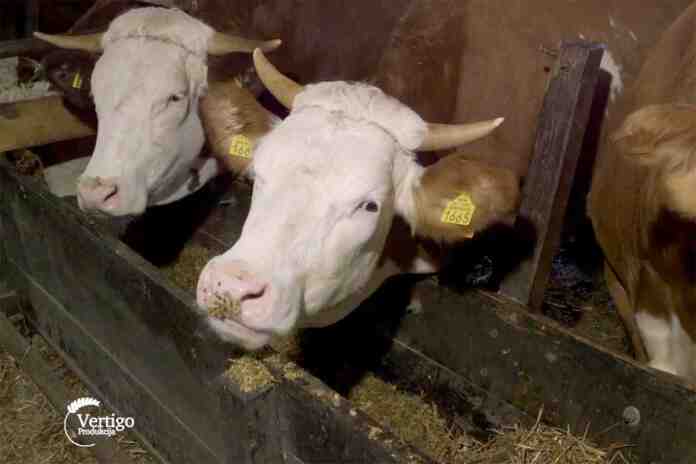 Agrosaveti---proizvodnja-mleka---farma-krava---Lazac---04