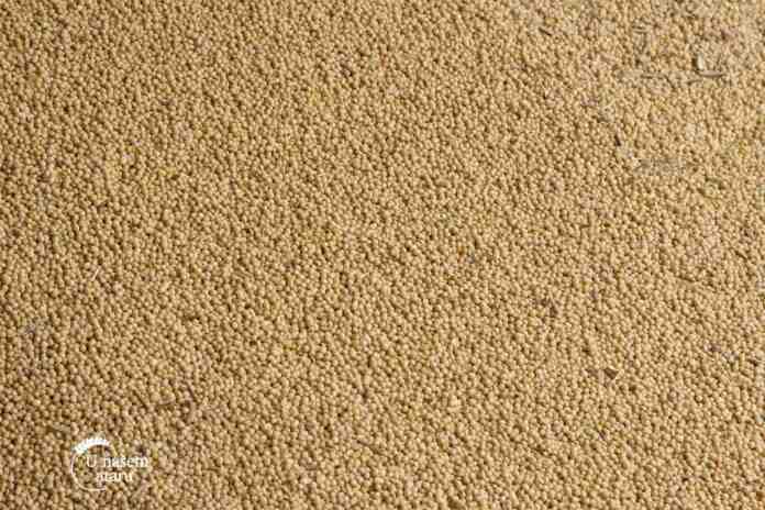 Agrosaveti---ratarstvo---soja---podrivanje---02 Agrosaveti---ratarstvo---soja---podrivanje---02