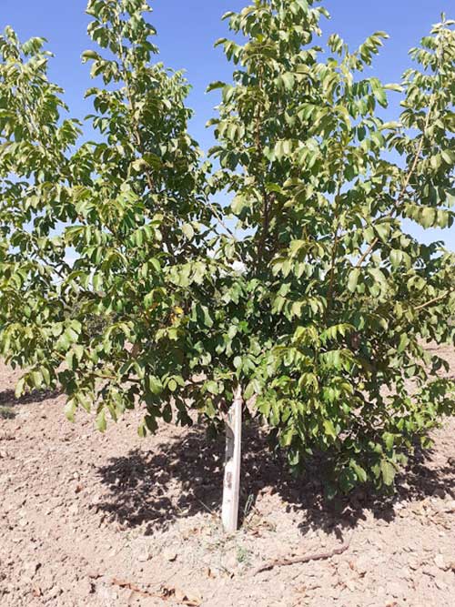 Agrosaveti---rezidba-oraha Agrosaveti---rezidba-oraha