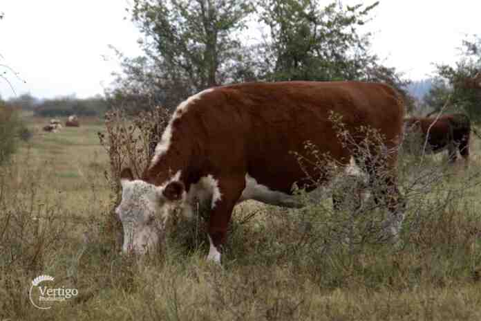 Agrosaveti---sistem-krava-tele---Hereford---Ecka---02 Agrosaveti---sistem-krava-tele---Hereford---Ecka---02