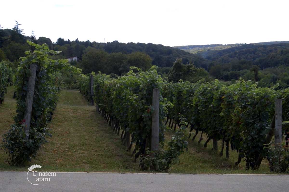 Agrosaveti---vino---Veritas---Sremski-Karlovci---03