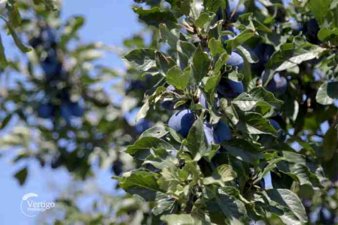 Agrosaveti---vocarska-proizvodnja---planina-Jelica---02