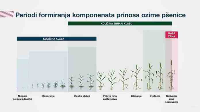 Agrosaveti---Bayer---Formula-prinosa-ozime-psenice---02 Agrosaveti---Bayer---Formula-prinosa-ozime-psenice---02