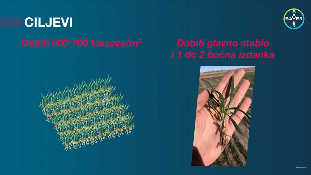 Agrosaveti---Bayer---Formula-prinosa-ozime-psenice---03