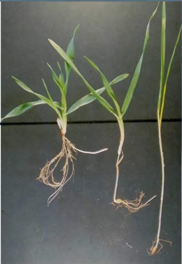 Agrosaveti---Bayer---Formula-prinosa-ozime-psenice---04