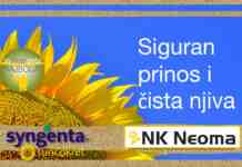 Neprevaziđeni standard stabilnosti i prinosa – NK Neoma Agrosaveti---Syngenta---NK-Neoma---02