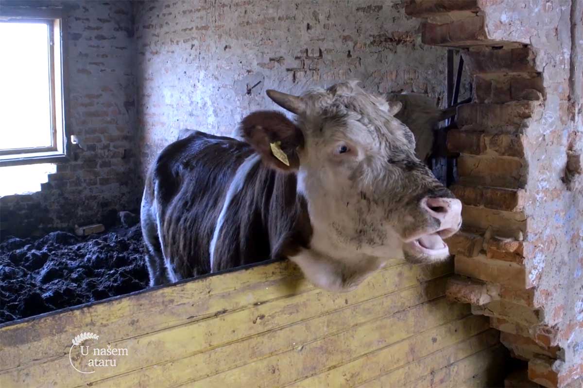 Agrosaveti---farma-krava---Dobraca---02