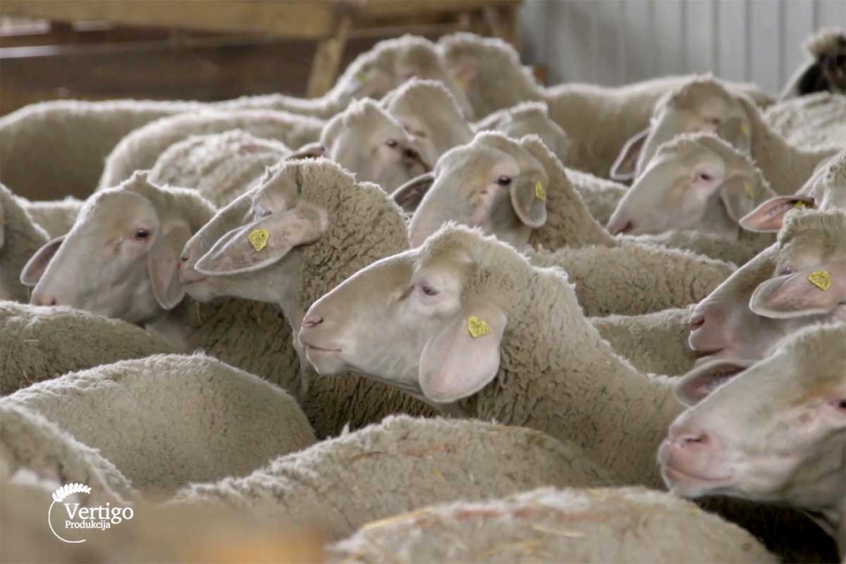 Agrosaveti---farma-ovaca---Banatski-Dvor---02