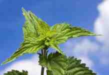 Agrosaveti---kopriva---02