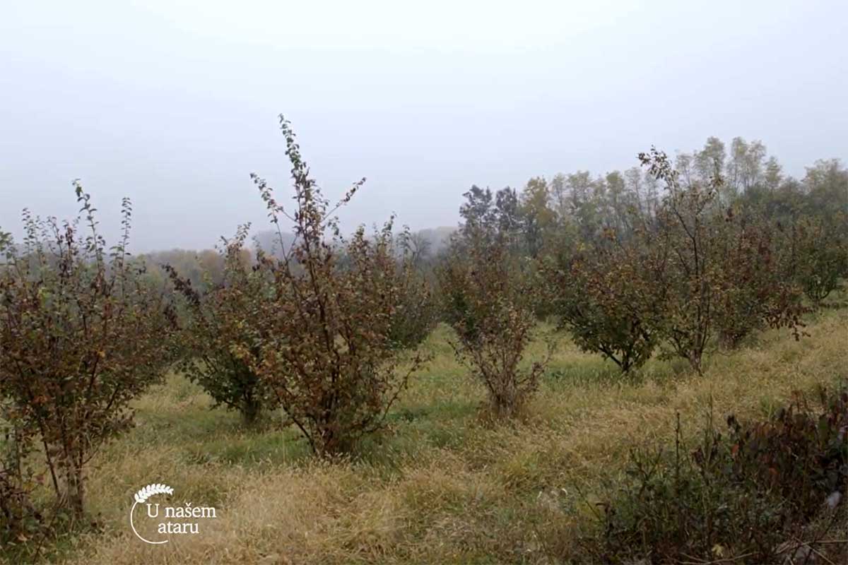 Agrosaveti---proizvodnja-dunjje---Tavnik---01