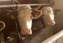 Agrosaveti---stocarstvo--domacinstvo-Tomic---Dobraca---03