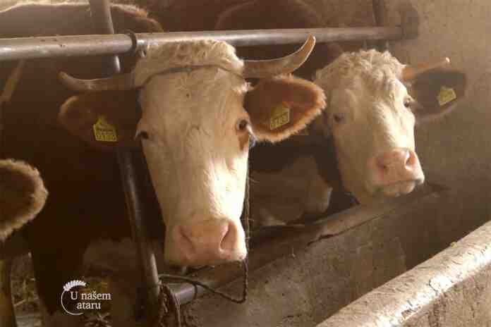 Agrosaveti---stocarstvo--domacinstvo-Tomic---Dobraca---03 Agrosaveti---stocarstvo--domacinstvo-Tomic---Dobraca---03