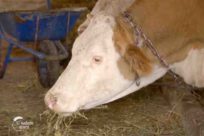 Agrosaveti---virus---bi-vi-di---goveda---01