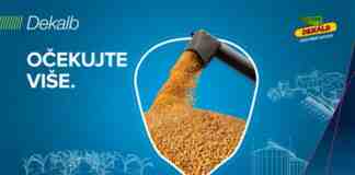 Agrosaveti Bayer Dekalb kukuruz 03