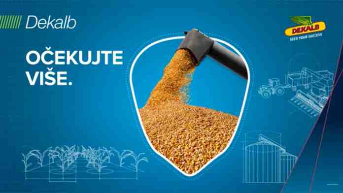 Agrosaveti Bayer Dekalb kukuruz 03 Agrosaveti Bayer Dekalb kukuruz 03