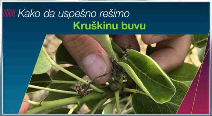 Agrosaveti Bayer Movento kruskina buva 01 Agrosaveti Bayer Movento kruskina buva 01