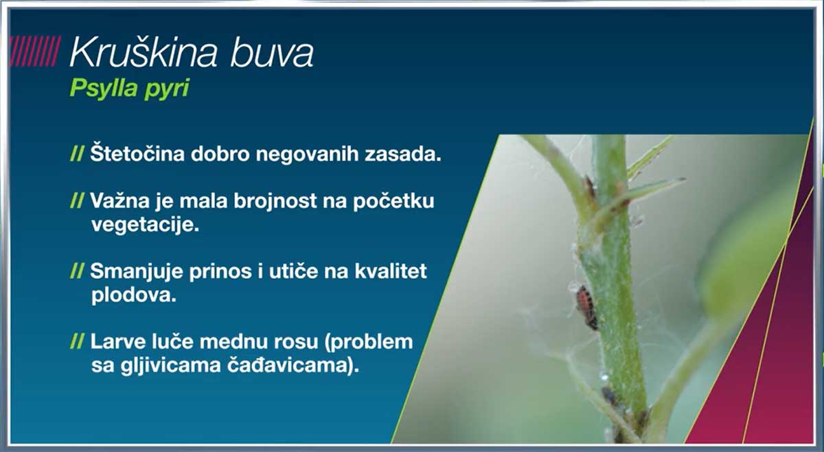 Agrosaveti Bayer Movento kruskina buva 02