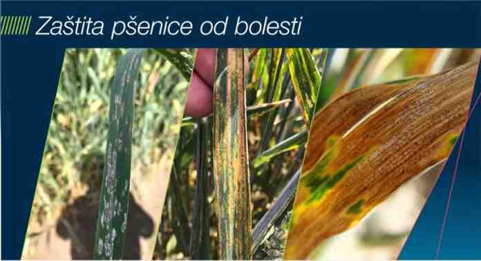 Agrosaveti Bayer zastita psenice Falcon Forte 01