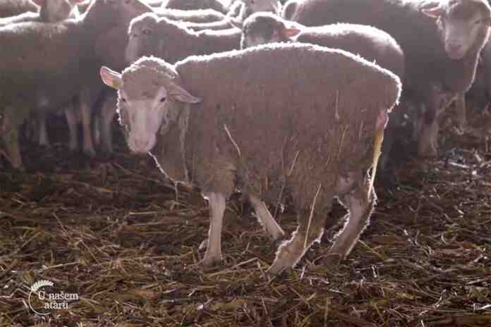 Agrosaveti farma ovaca Il de france Obrovac 01 Agrosaveti farma ovaca Il de france Obrovac 01