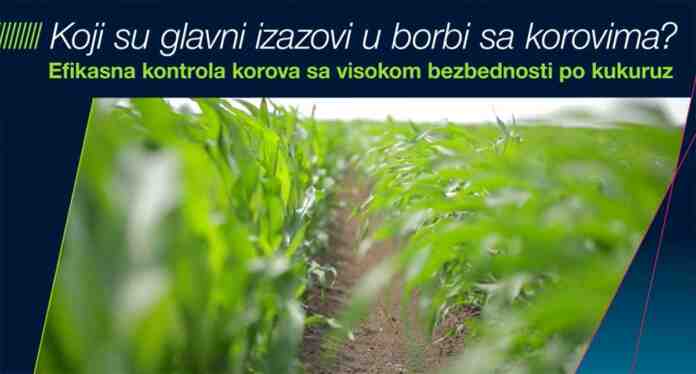 Agrosaveti Bayer borba sa korovima kukuruz Adengo 03