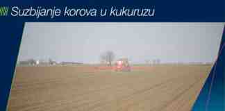 Agrosaveti Bayer korov kukuruz Laudis 01