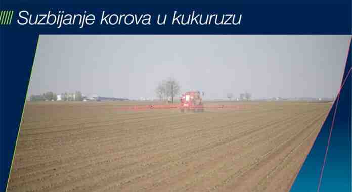 Agrosaveti Bayer korov kukuruz Laudis 01 Agrosaveti Bayer korov kukuruz Laudis 01