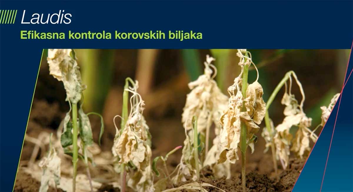 Agrosaveti Bayer korov kukuruz Laudis 02
