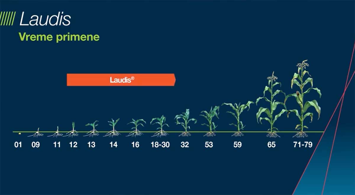 Agrosaveti Bayer korov kukuruz Laudis 03