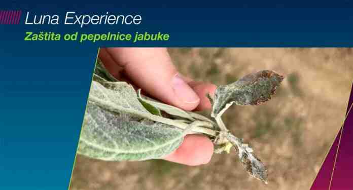 Agrosaveti Bayer pepelnica jabuke Luna Experience 01 Agrosaveti Bayer pepelnica jabuke Luna Experience 01