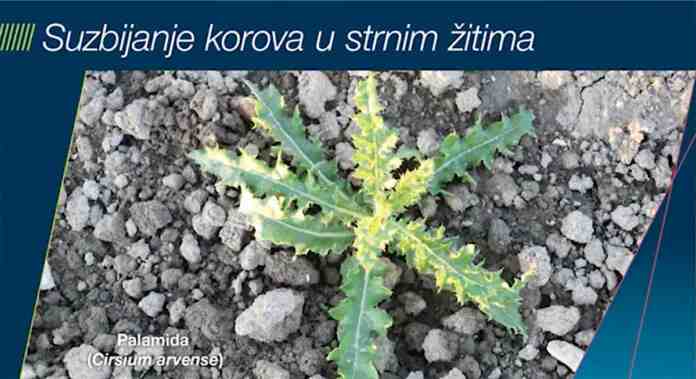 Agrosaveti Bayer suzbijanje korova u strnim zitima 01 Agrosaveti Bayer suzbijanje korova u strnim zitima 01
