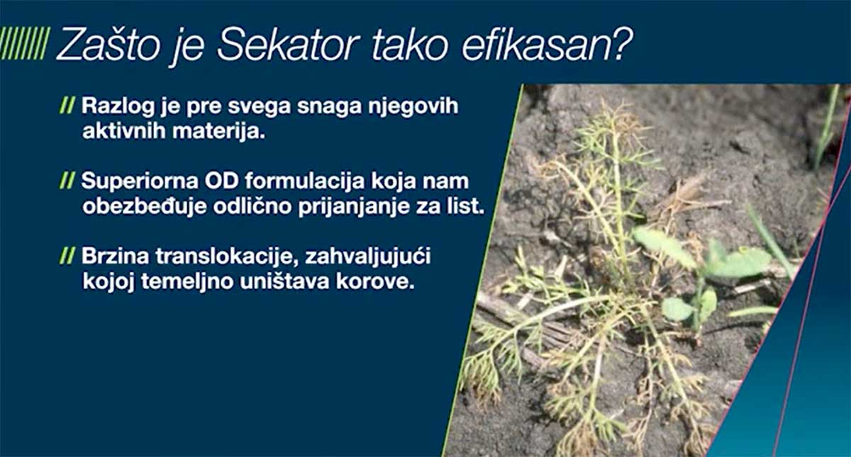 Agrosaveti Bayer suzbijanje korova u strnim zitima 02