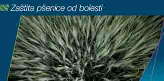 Agrosaveti Bayer zastita psenice Delaro 01