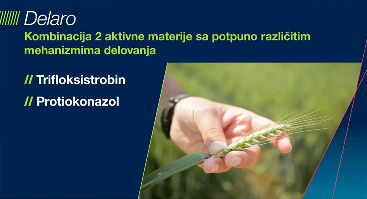 Agrosaveti Bayer zastita psenice Delaro 02