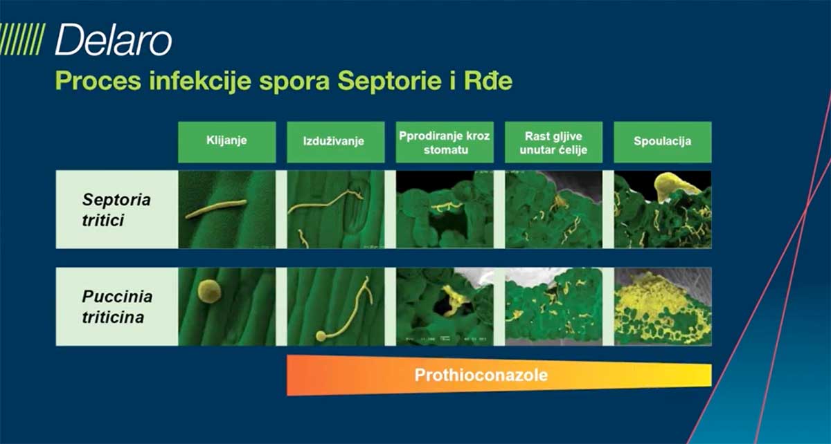 Agrosaveti Bayer zastita psenice Delaro 03