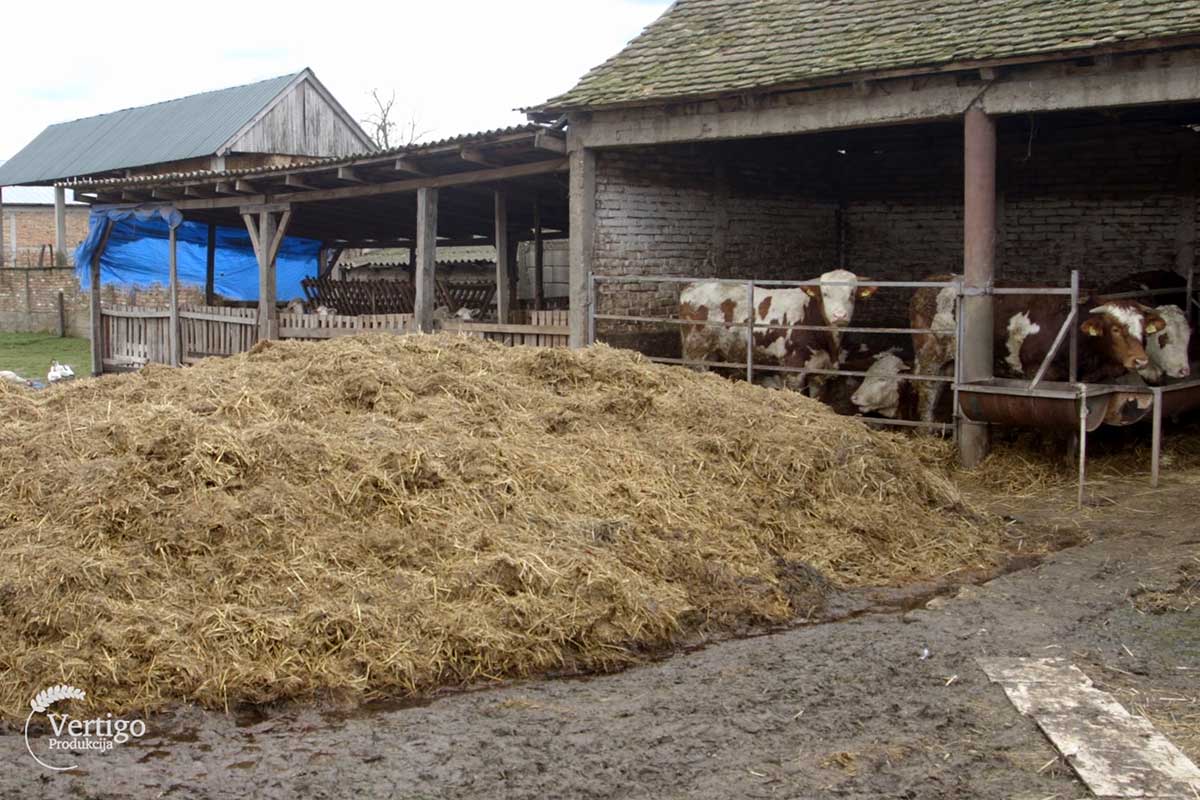 Agrosaveti Cena bikova Srem 03