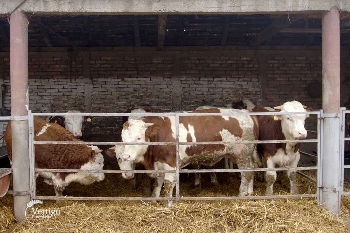 Agrosaveti Cena bikova Srem 04