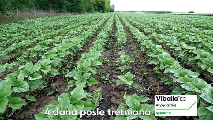 Agrosaveti Corteva Viballa suncokret 01 Agrosaveti Corteva Viballa suncokret 01