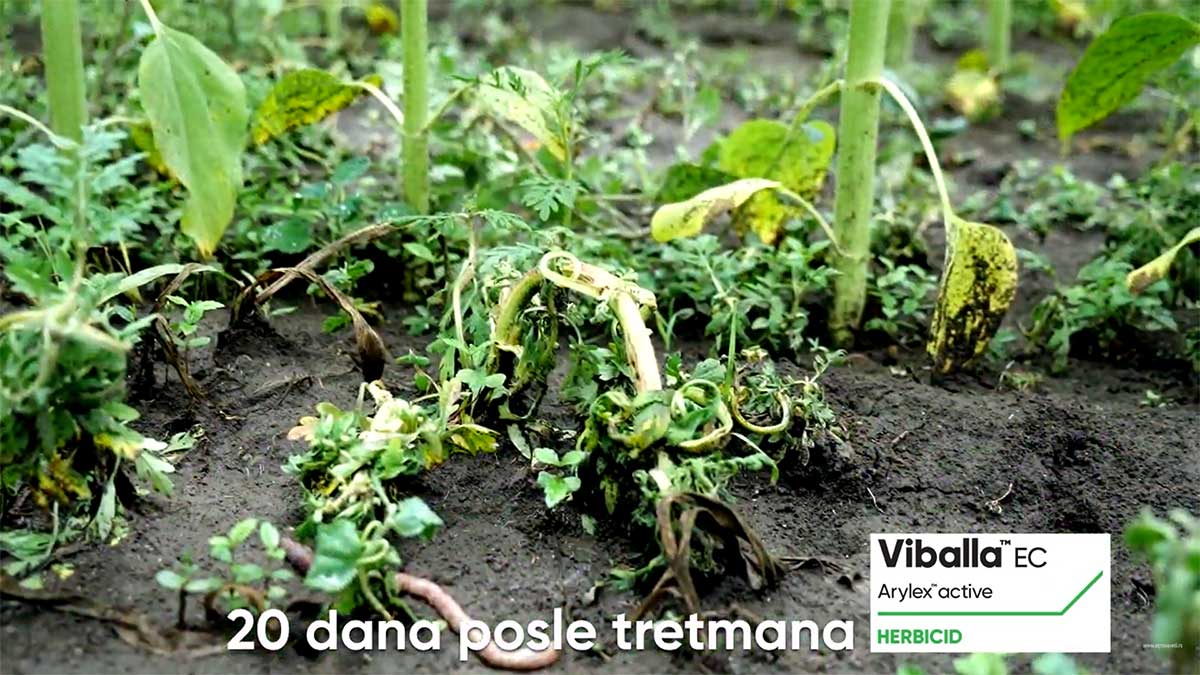Agrosaveti Corteva Viballa suncokret 04