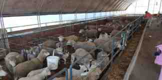 Agrosaveti Il de frans Despotovo 03