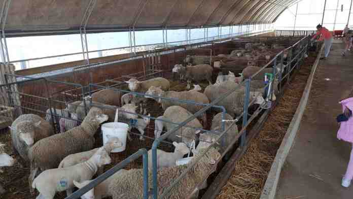 Agrosaveti Il de frans Despotovo 03