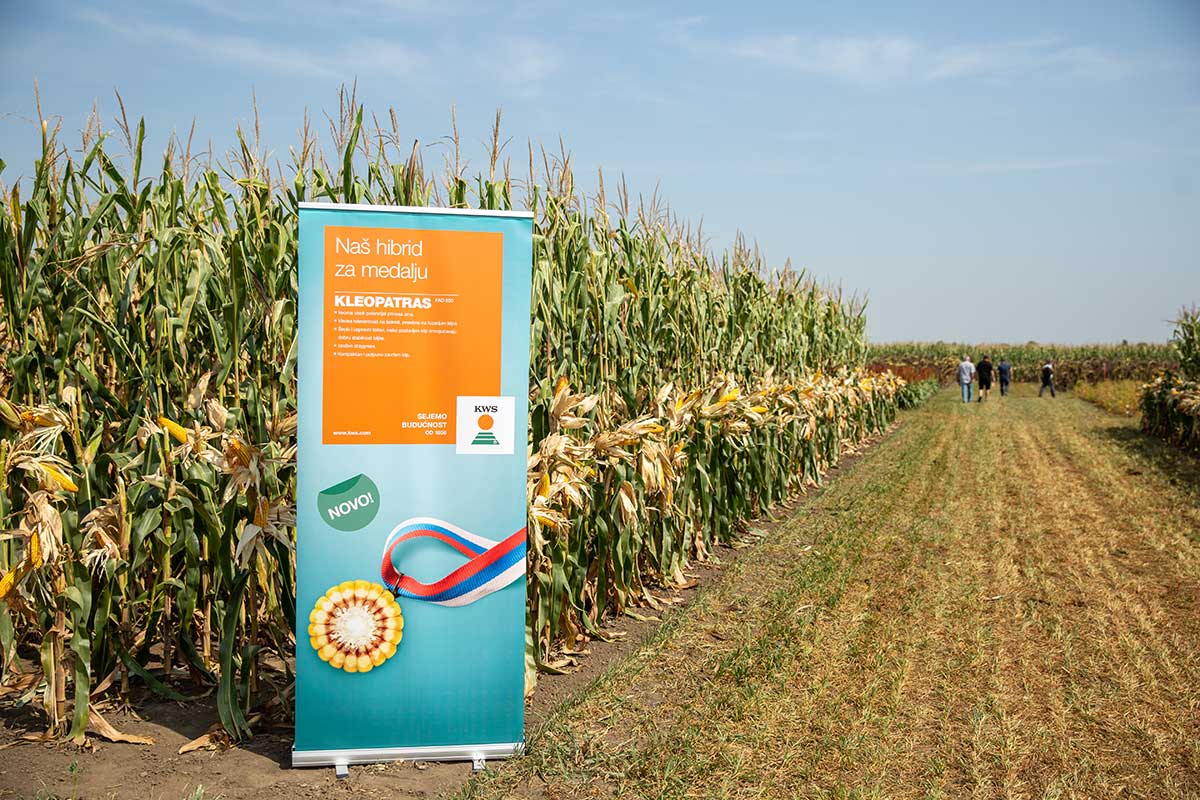 Agrosaveti KWS Kleopatras 02