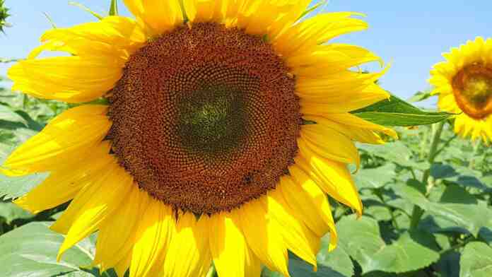 Agrosaveti Syngenta NK Kondi Suncokret 01 Agrosaveti Syngenta NK Kondi Suncokret 01