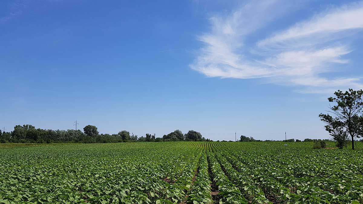 Agrosaveti Syngenta NK Kondi Suncokret 02
