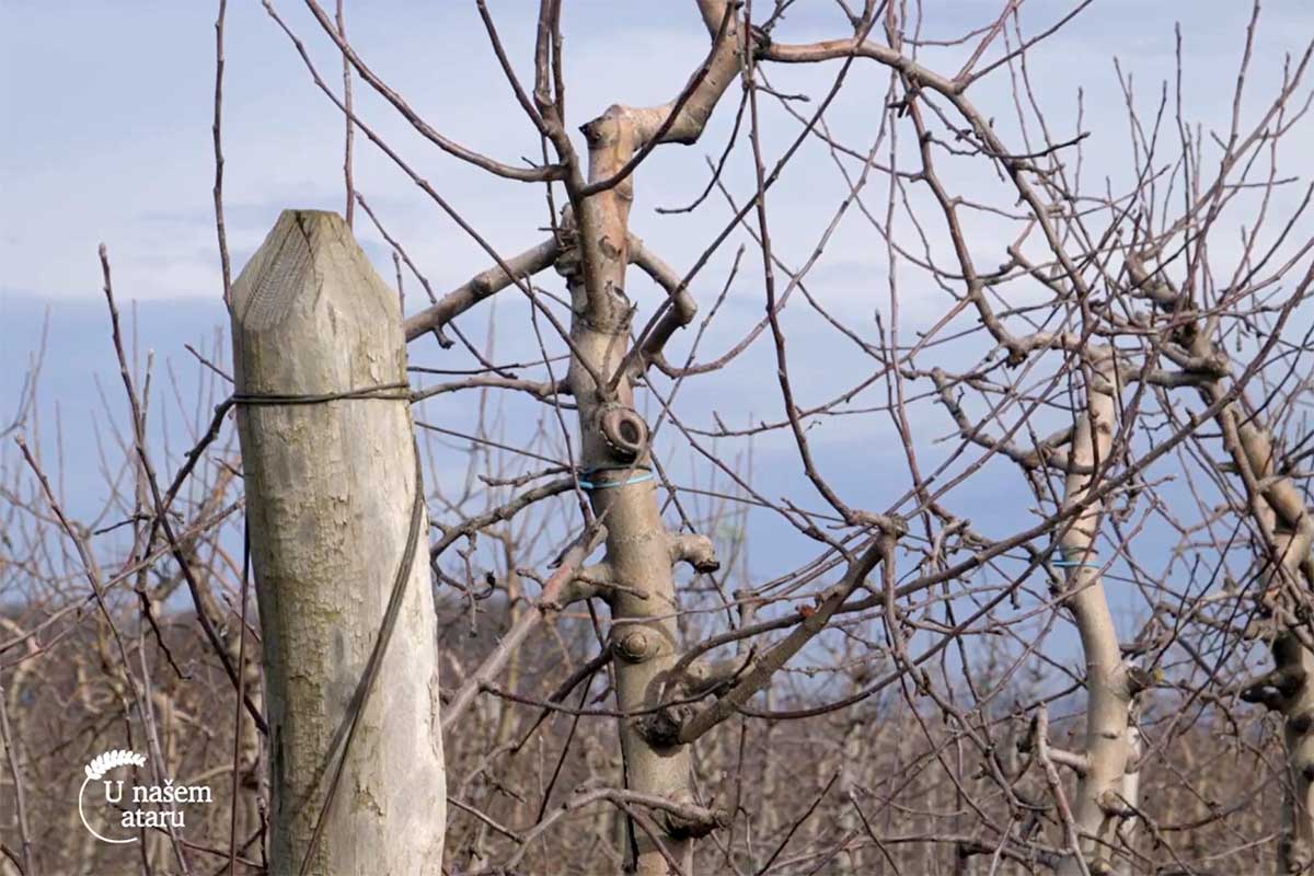 Agrosaveti mladi vocar Kamendol 02
