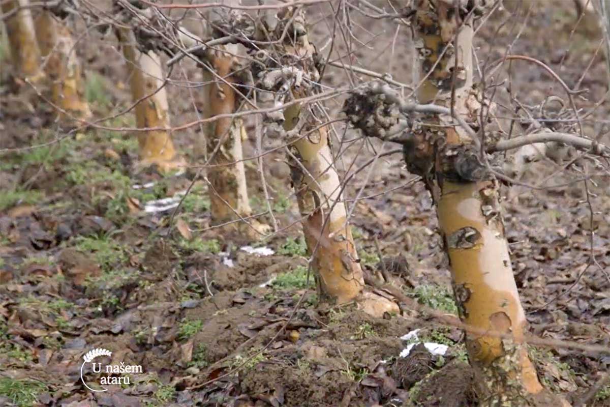 Agrosaveti mladi vocar Kamendol 03