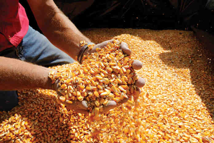 Agrosaveti Bayer Dekalb hibridi kukuruza 02