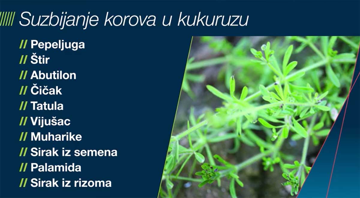 Agrosaveti Bayer Monsoon suzbijanje korova u kukuruzu 01