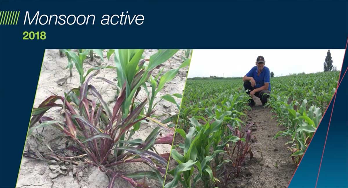 Agrosaveti Bayer Monsoon suzbijanje korova u kukuruzu 02