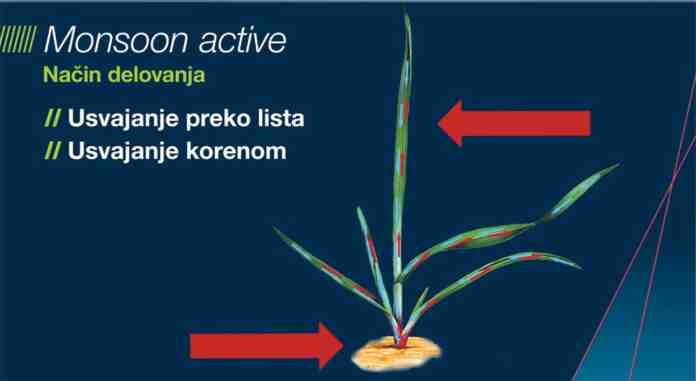 Agrosaveti Bayer Monsoon suzbijanje korova u kukuruzu 03 Agrosaveti Bayer Monsoon suzbijanje korova u kukuruzu 03